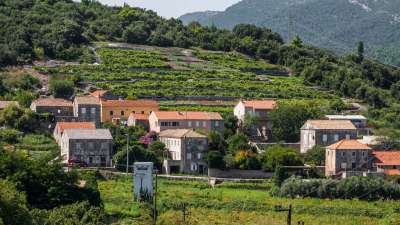 Peljesac vineyards 